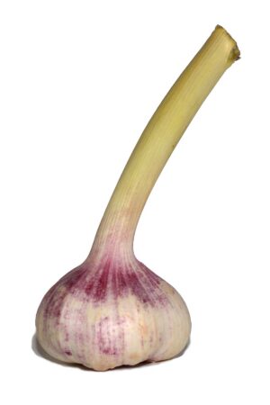 Knoblauch_frisch